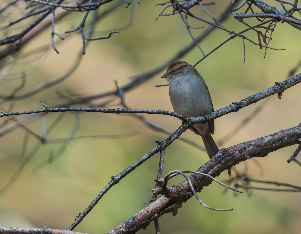 Chipping Sparrow - ML642278838