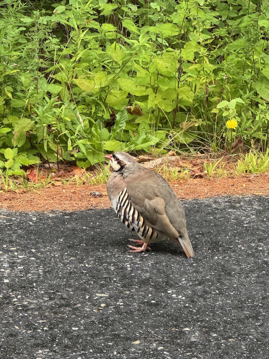 Chukar - ML642278868