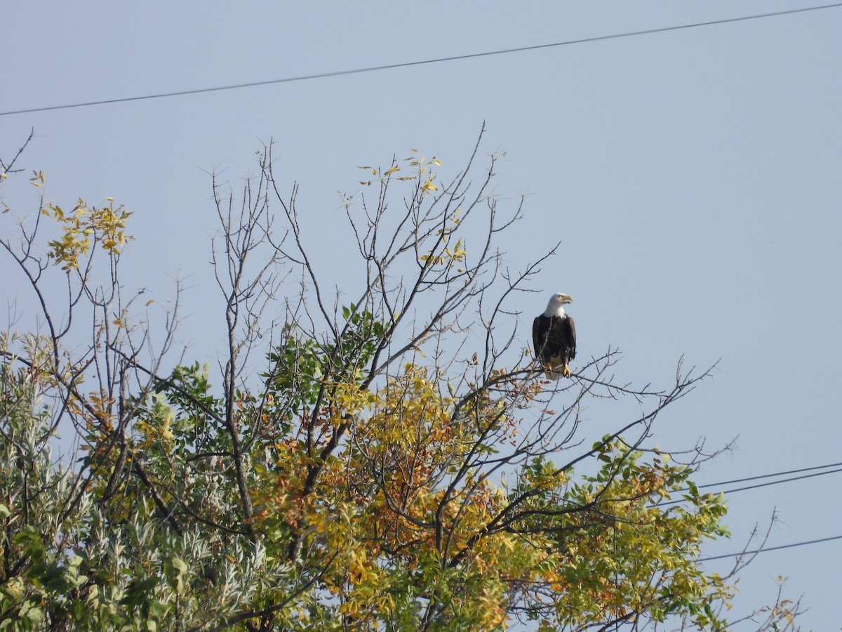 Bald Eagle - ML642278875