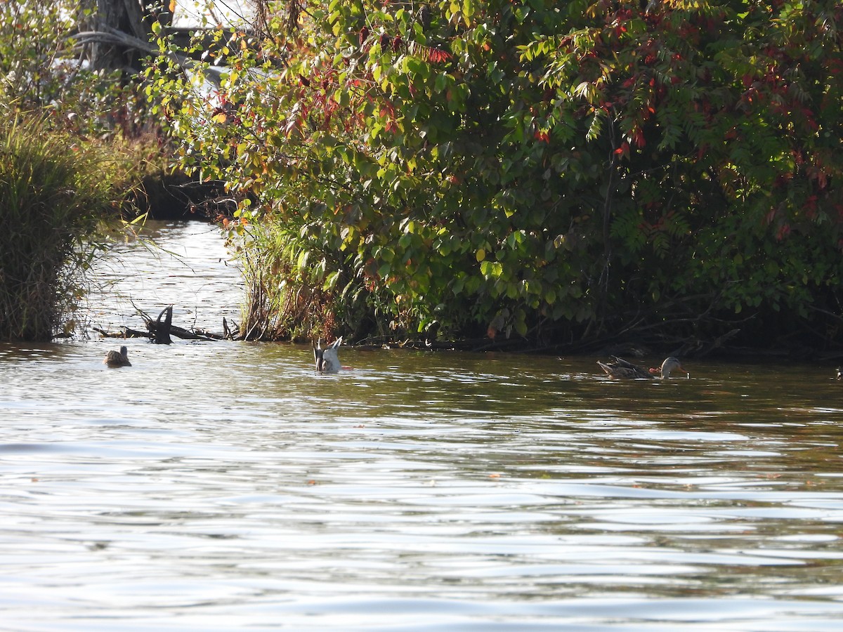 Mallard - ML642278889