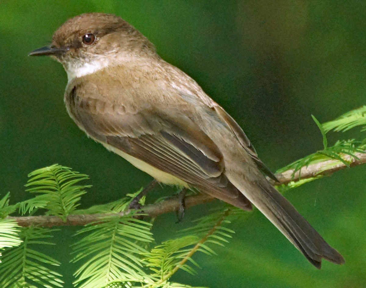 Eastern Phoebe - ML642278933