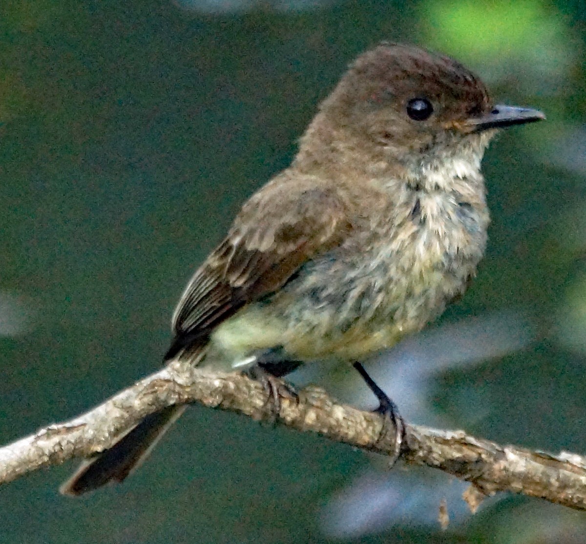 Eastern Phoebe - ML642278934