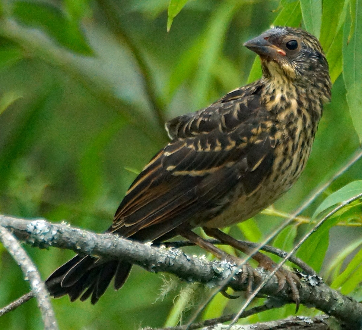 Red-winged Blackbird - ML642278943