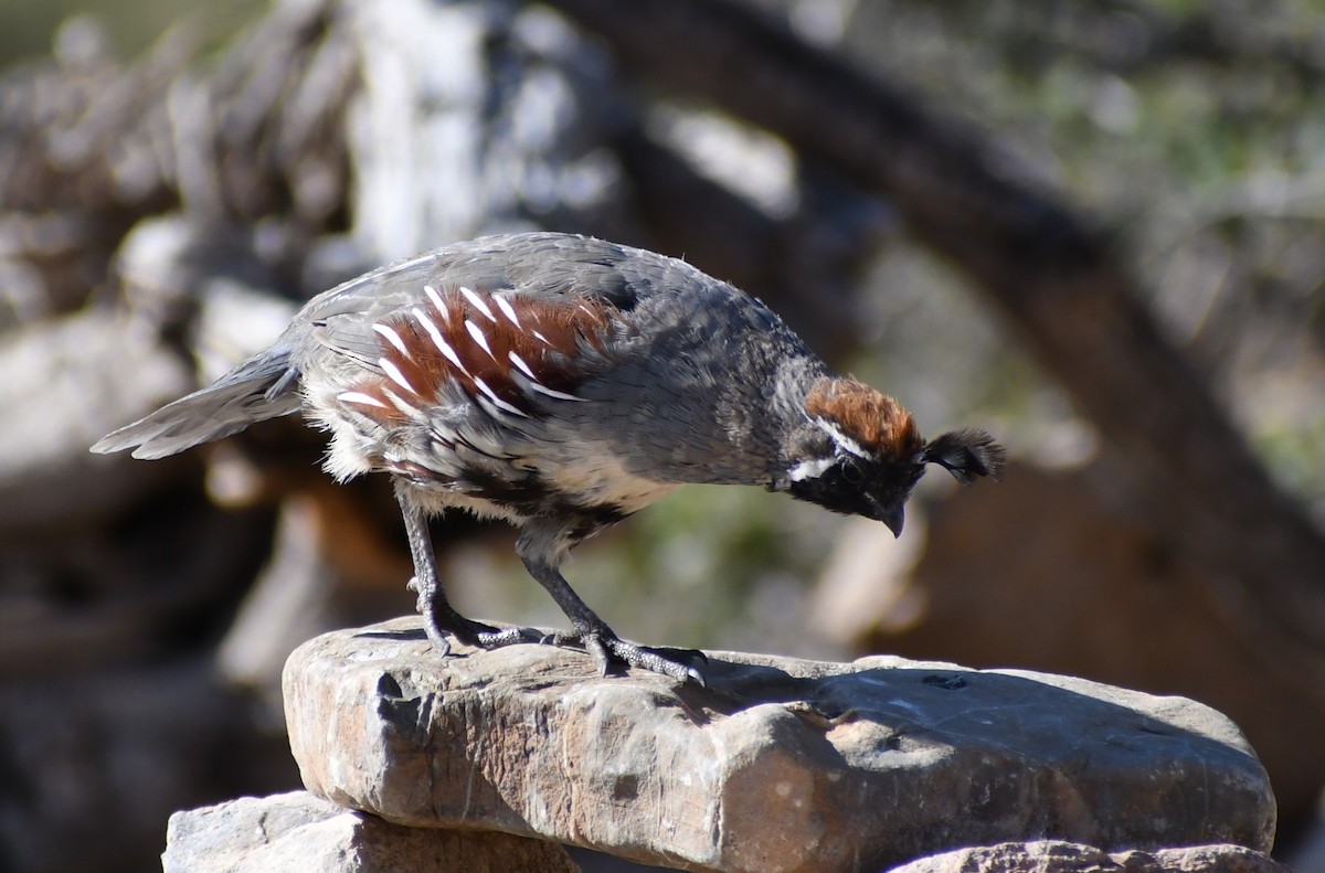 Шлемоносный перепел - ML642278949