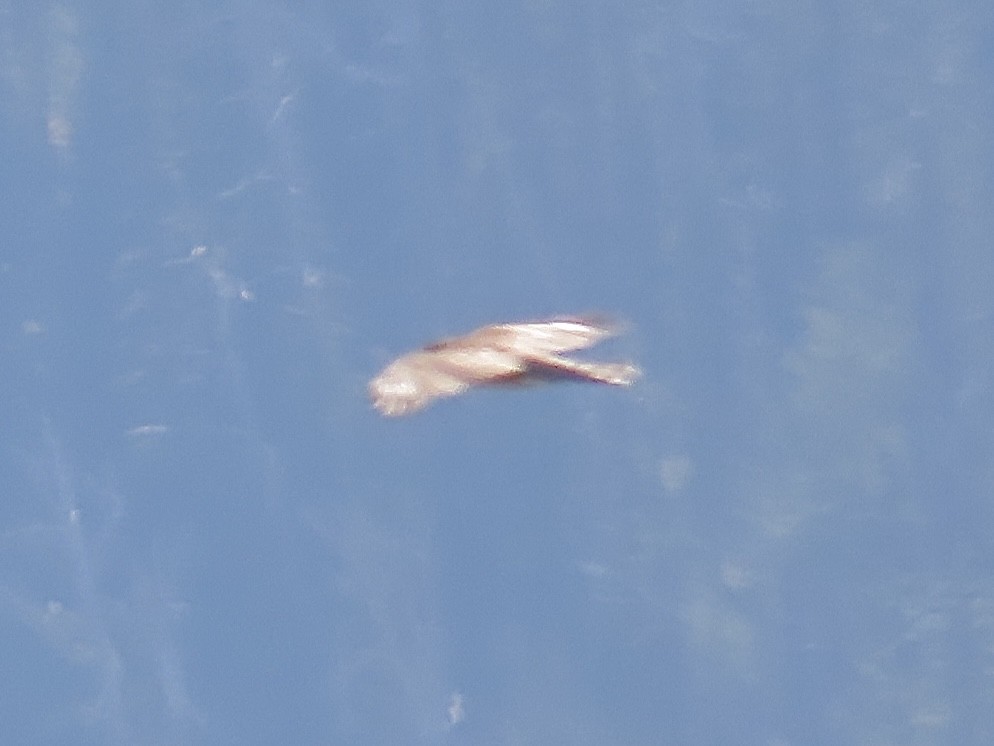 Accipitrine hawk sp. (former Accipiter sp.) - ML642278953