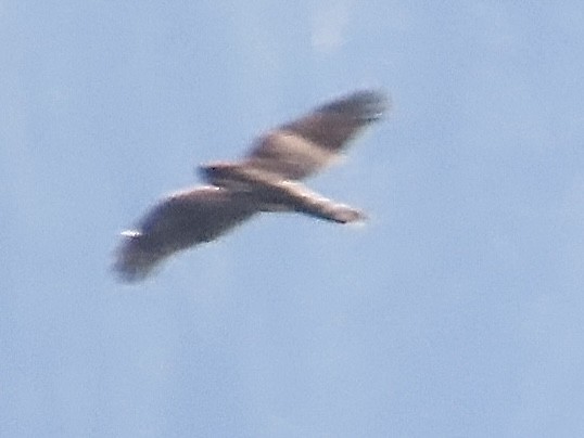 Accipitrine hawk sp. (former Accipiter sp.) - ML642278954