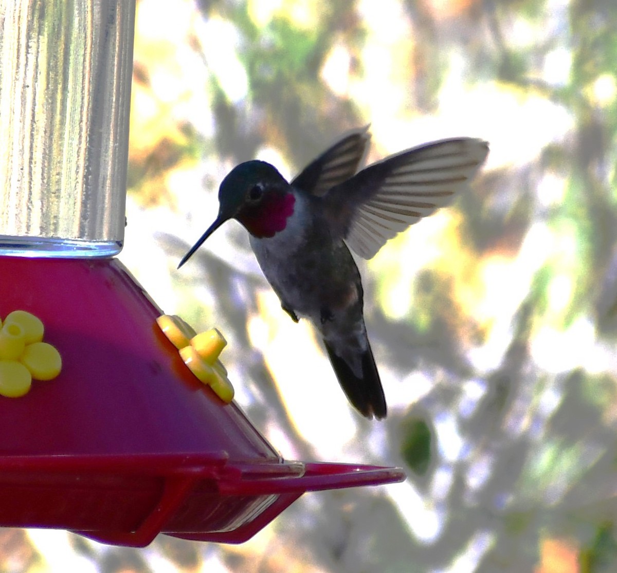 Широкохвостый колибри - ML642278959