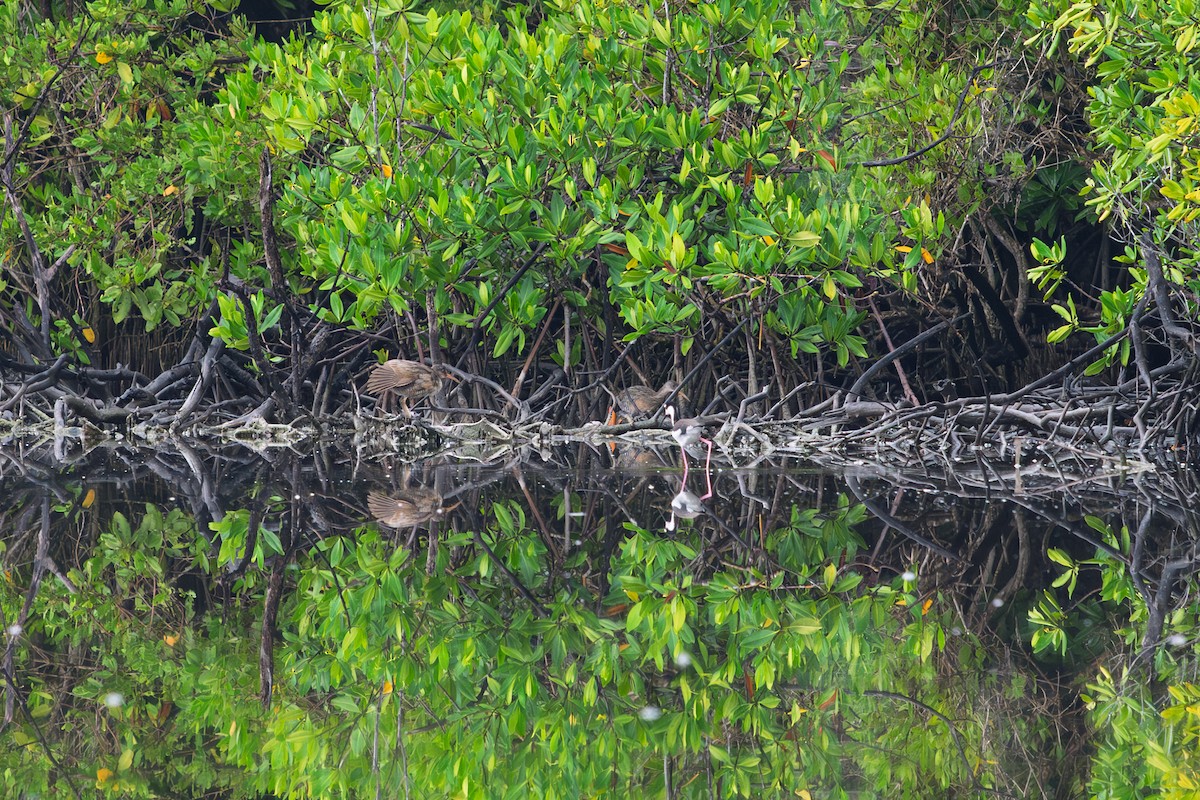 Clapper Rail - ML642278960