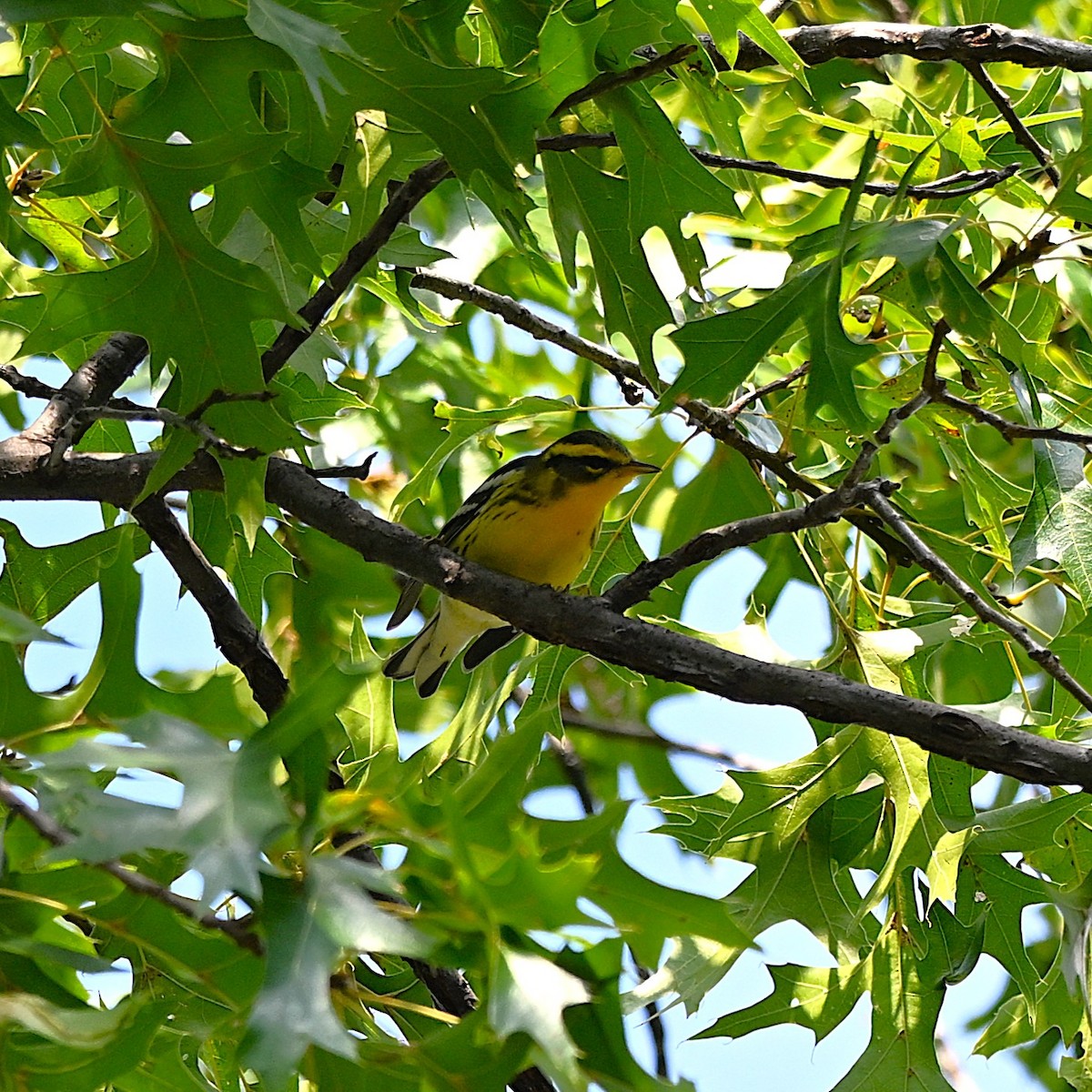 Blackburnian Warbler - ML642278962