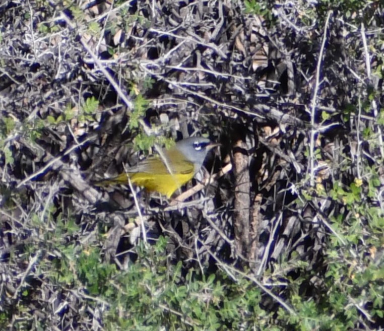 Приречная хвойница - ML642278966