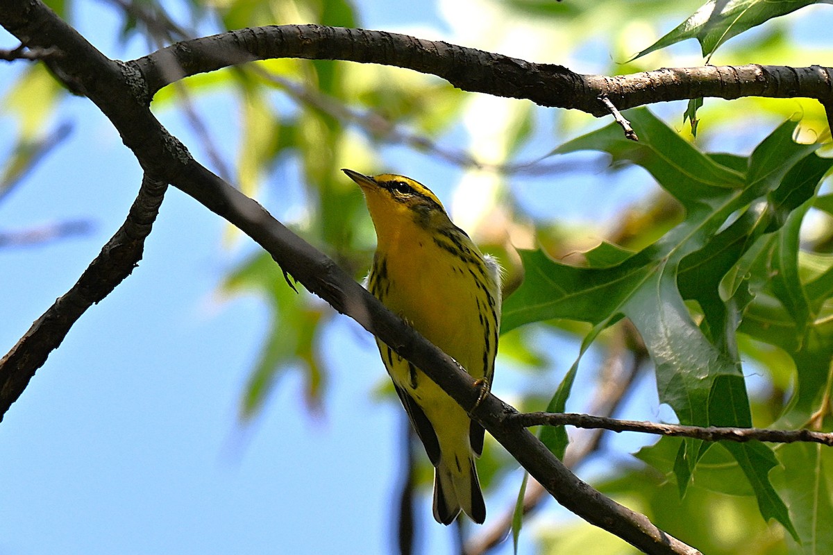 Blackburnian Warbler - ML642278968