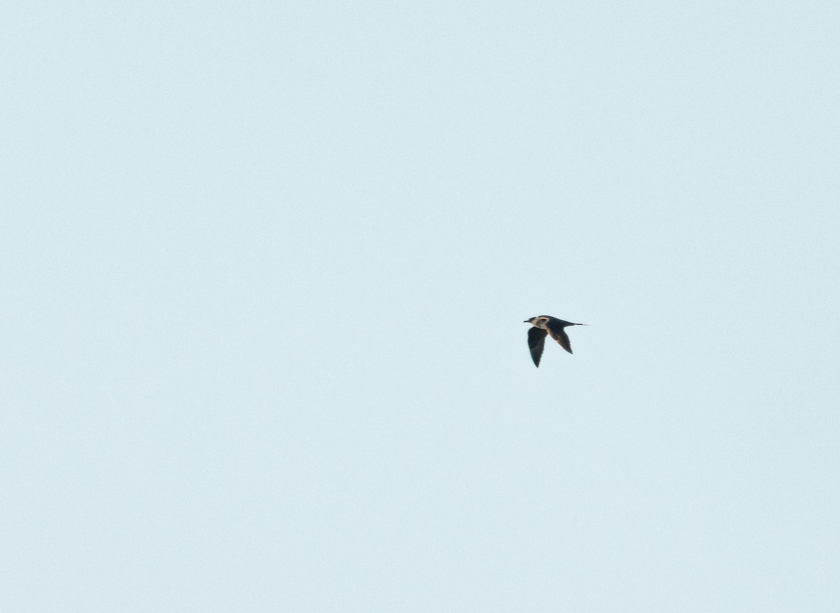 Parasitic Jaeger - ML642278986
