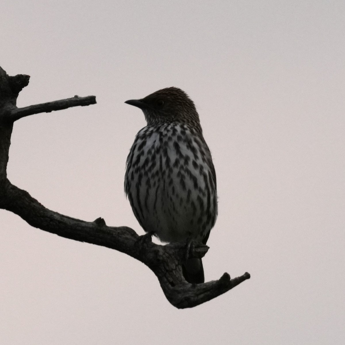 Violet-backed Starling - ML642278991