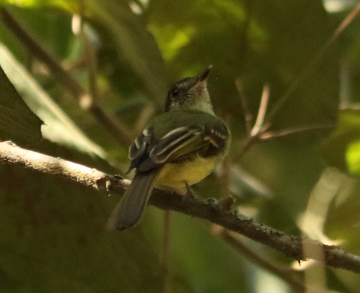 Sepia-capped Flycatcher - ML642278992