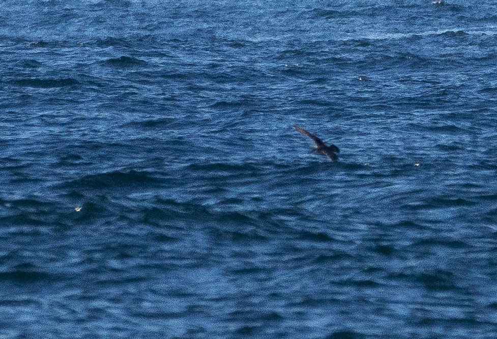 chaluha pomořská/příživná/malá - ML642278994