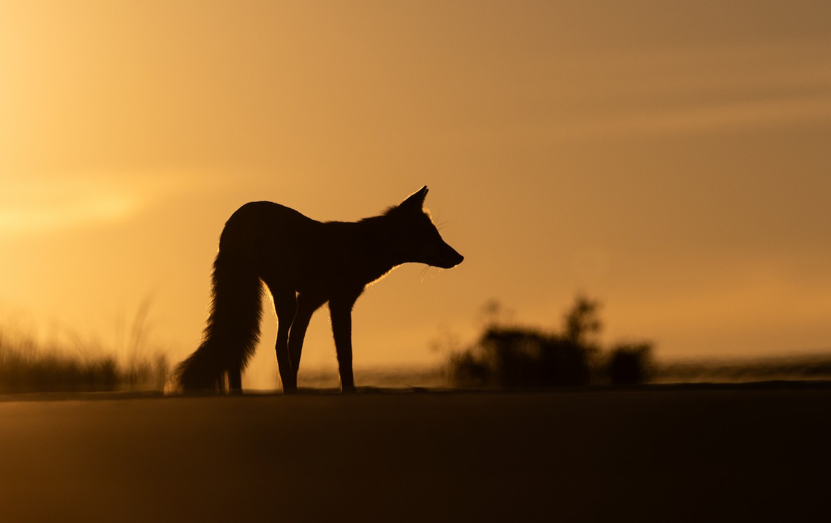 Red Fox - ML642278998