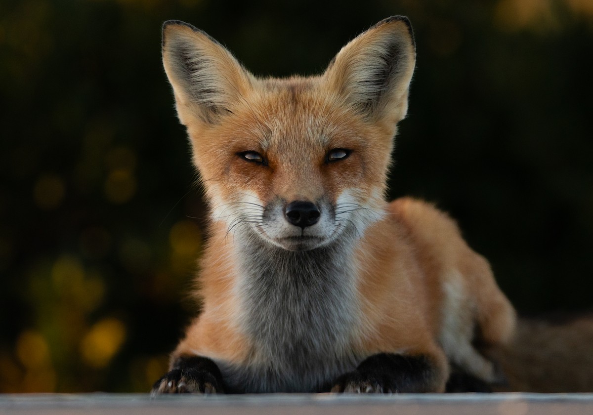 Red Fox - ML642278999