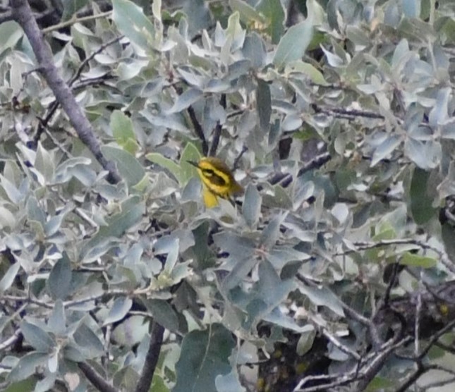 Пісняр-лісовик західний - ML642279007