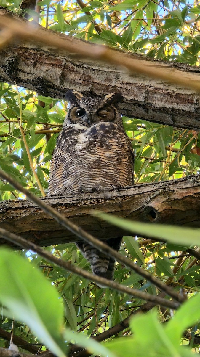 Great Horned Owl - ML642279014
