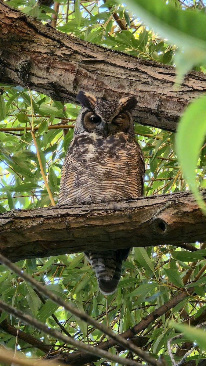 Great Horned Owl - ML642279015