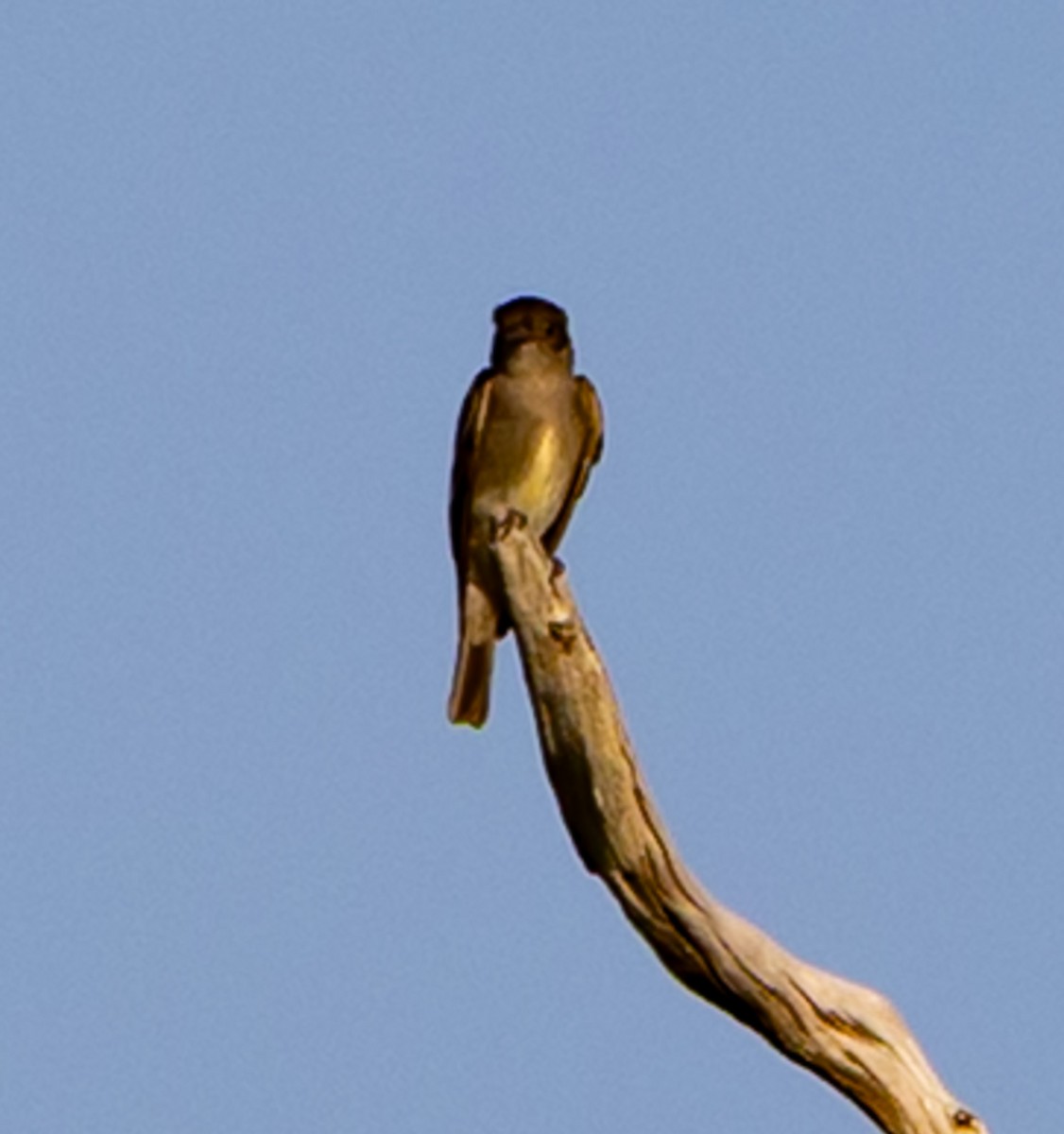 Olive-sided Flycatcher - ML642279055