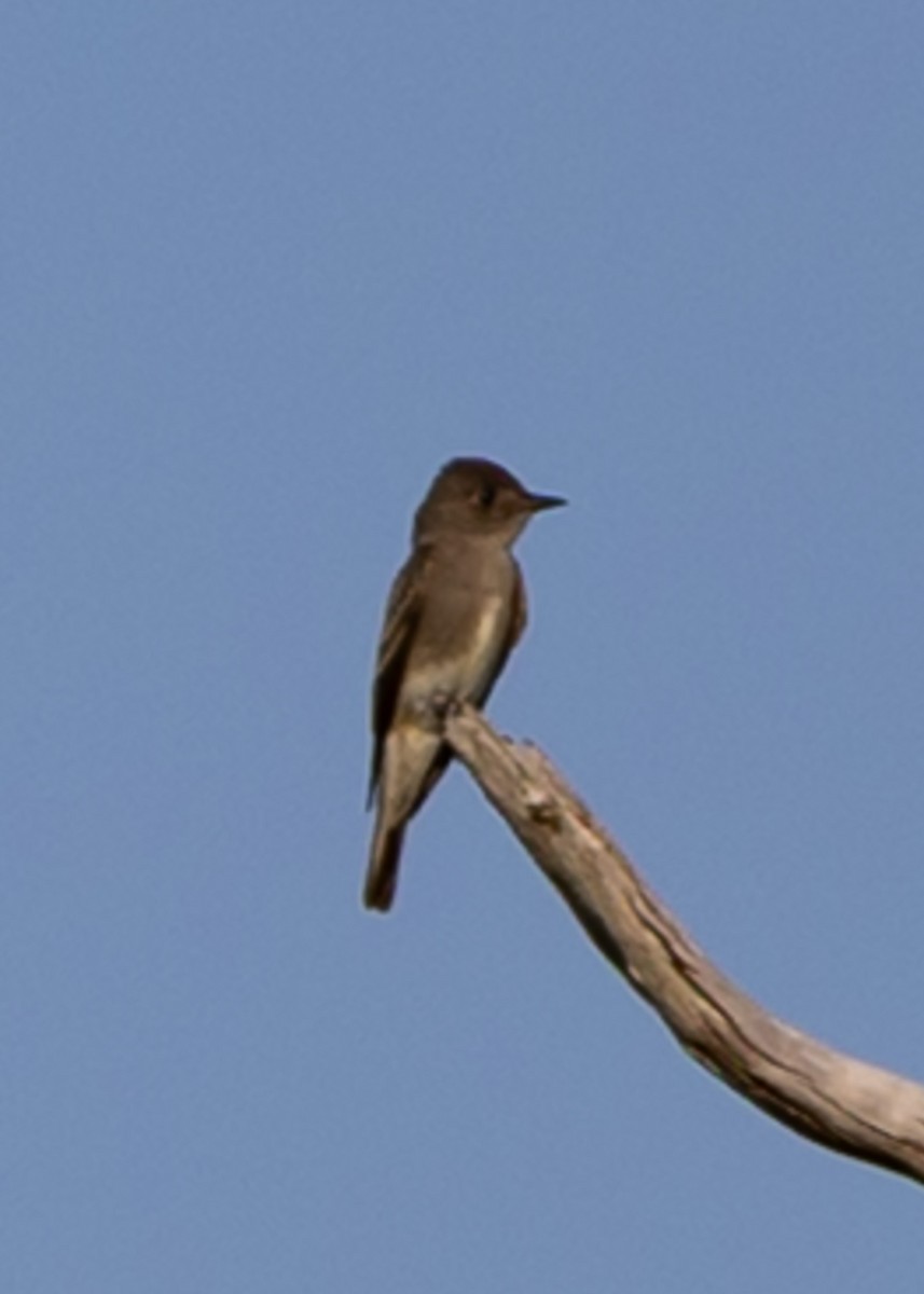 Olive-sided Flycatcher - ML642279057