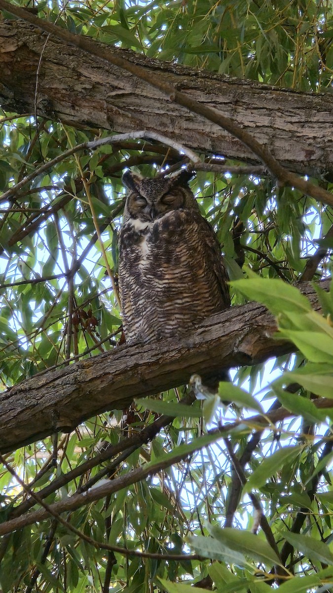 Great Horned Owl - ML642279088