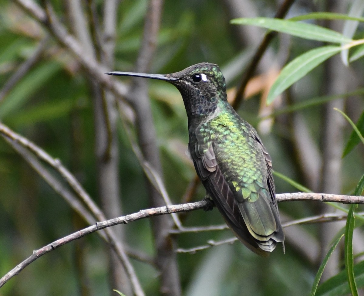 Rivoli's Hummingbird - ML642279099