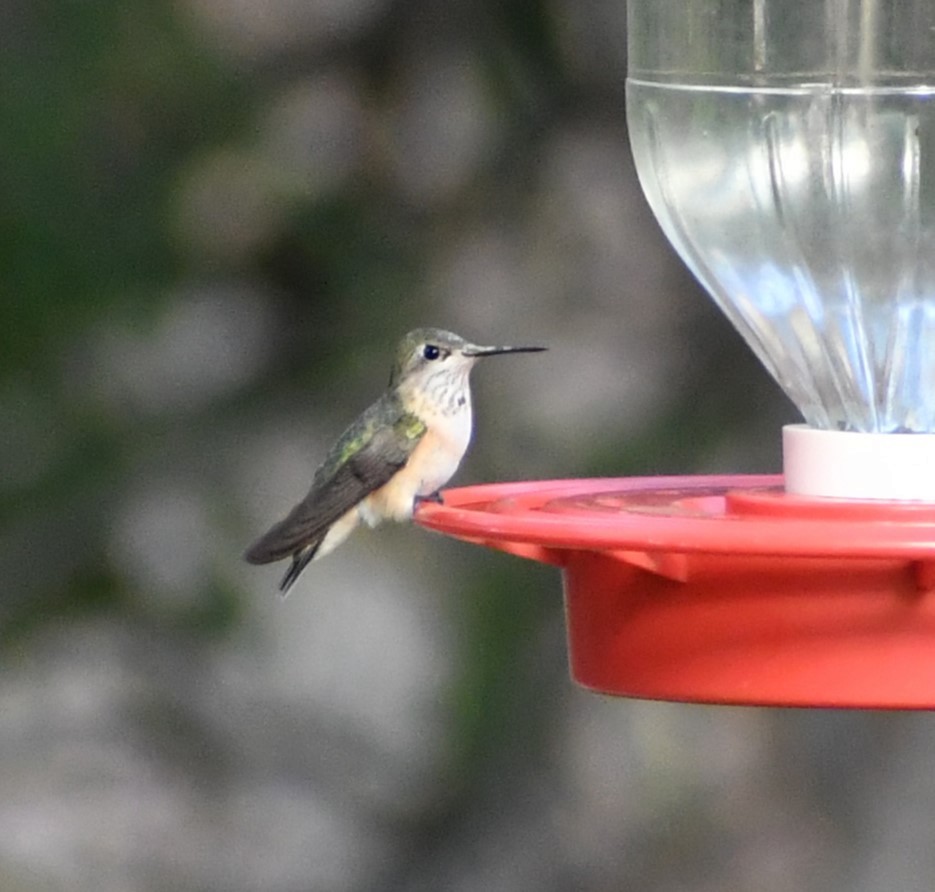 Calliope Hummingbird - ML642279106