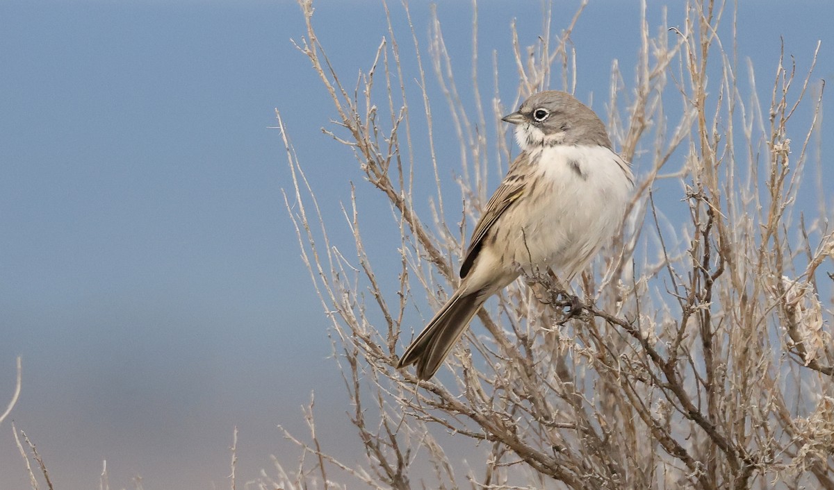 Sagebrush Sparrow - ML642279168