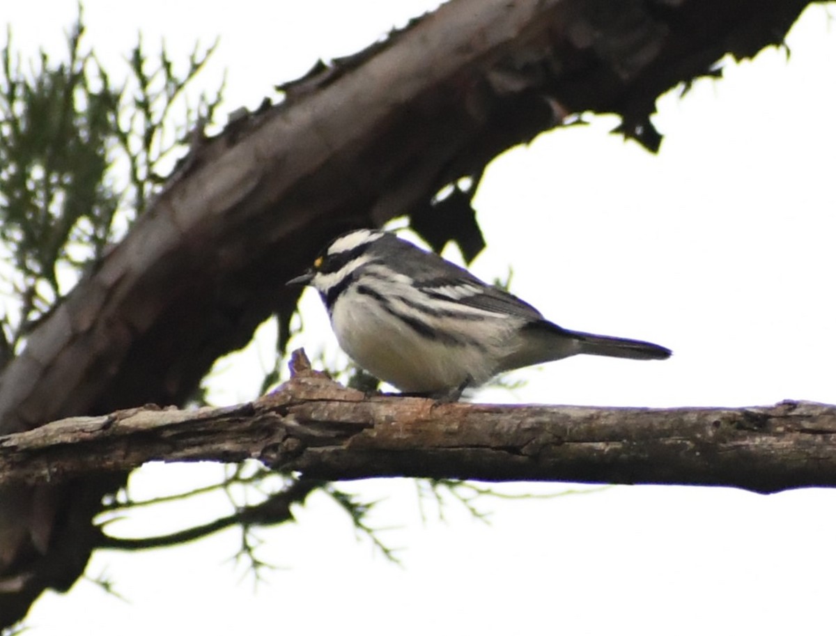 Black-throated Gray Warbler - ML642279171