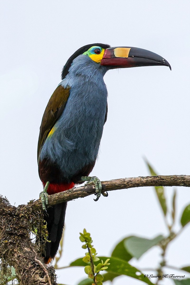 Plate-billed Mountain-Toucan - ML642279179