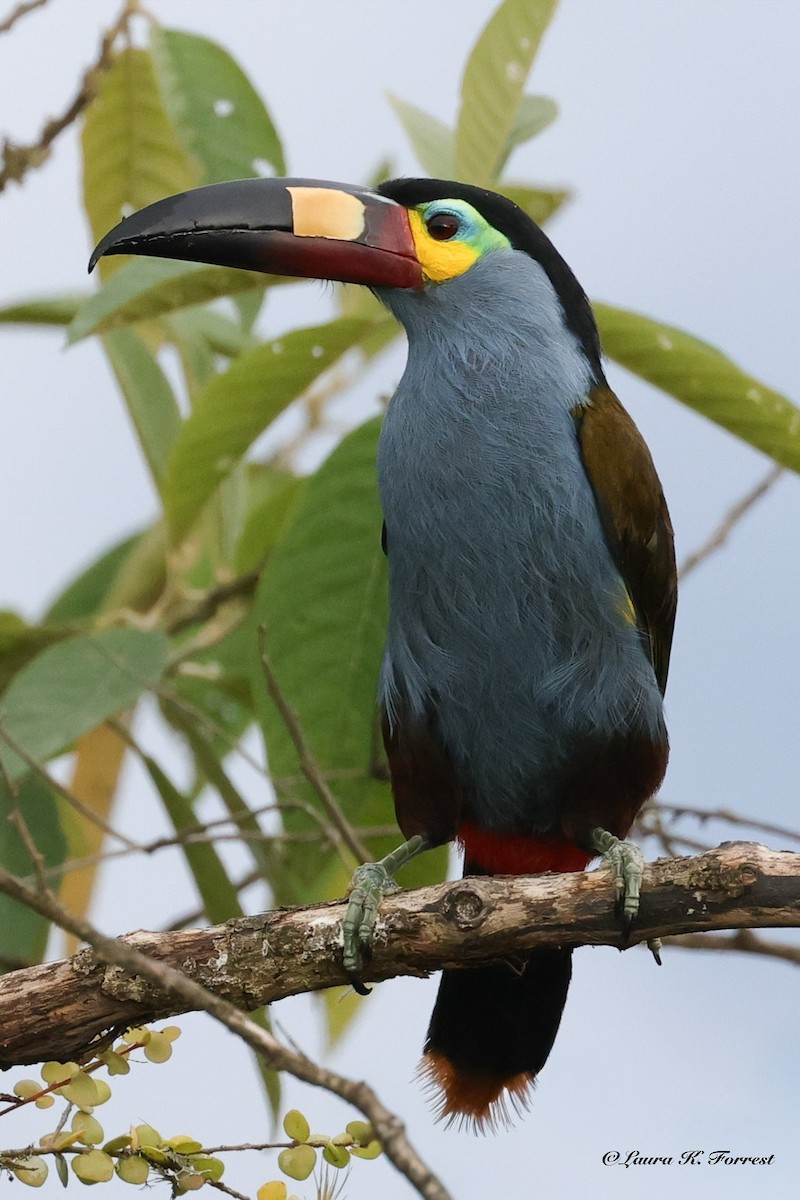 Plate-billed Mountain-Toucan - ML642279181