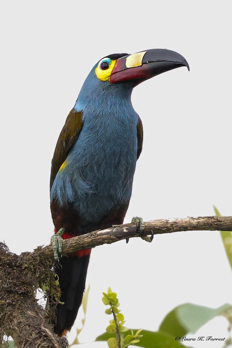 Plate-billed Mountain-Toucan - ML642279182