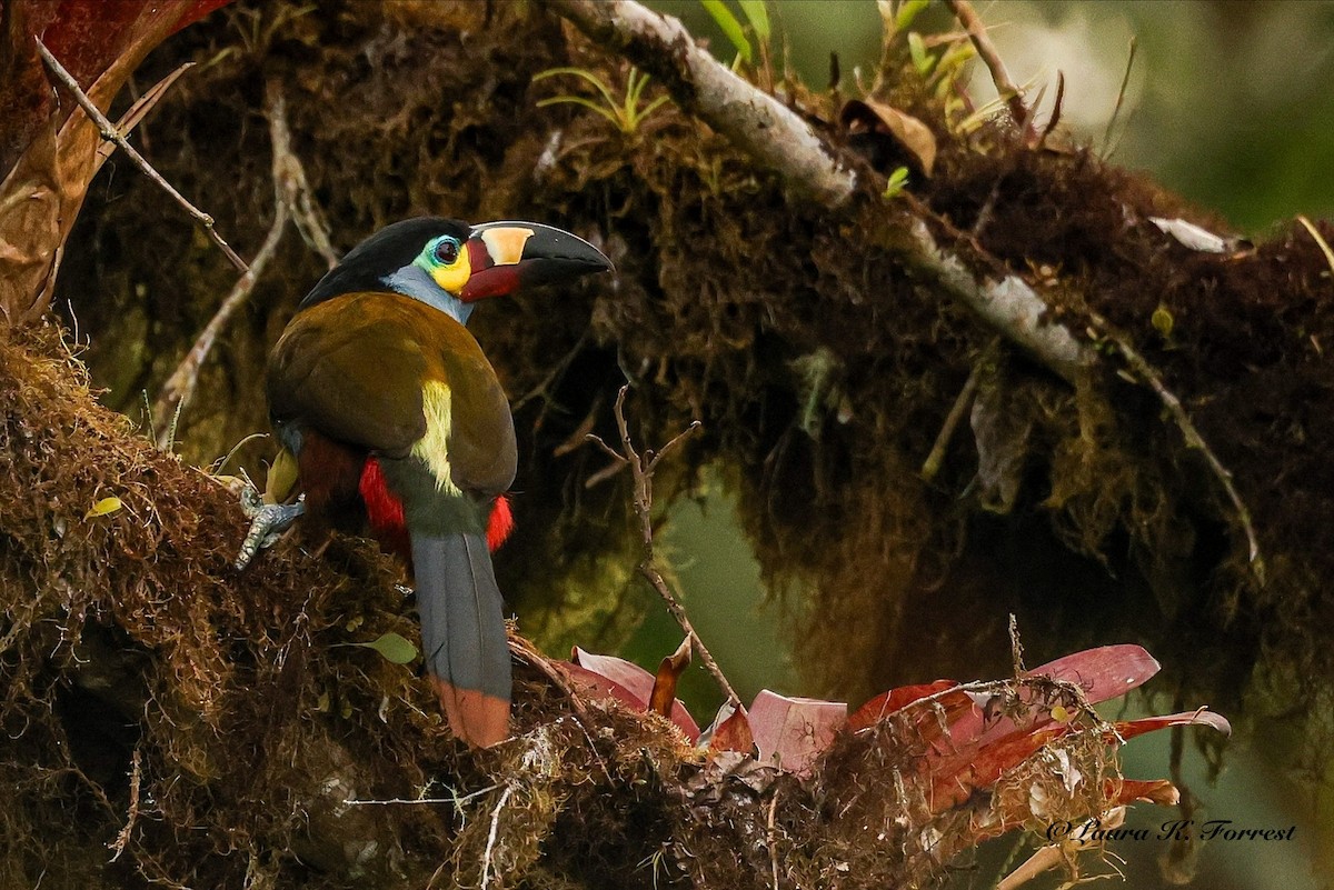 Plate-billed Mountain-Toucan - ML642279183