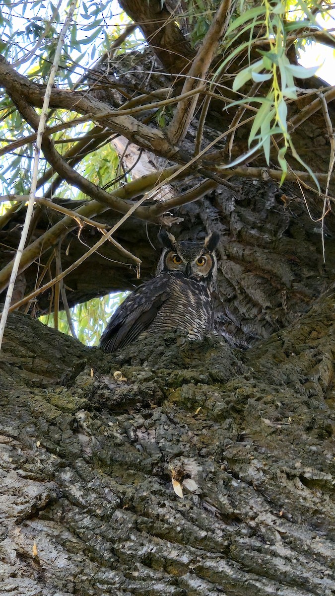Great Horned Owl - ML642279187