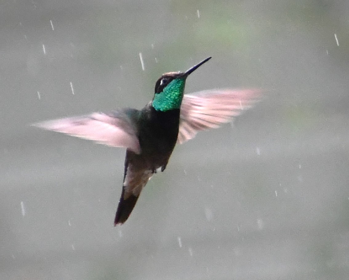 Rivoli's Hummingbird - ML642279218