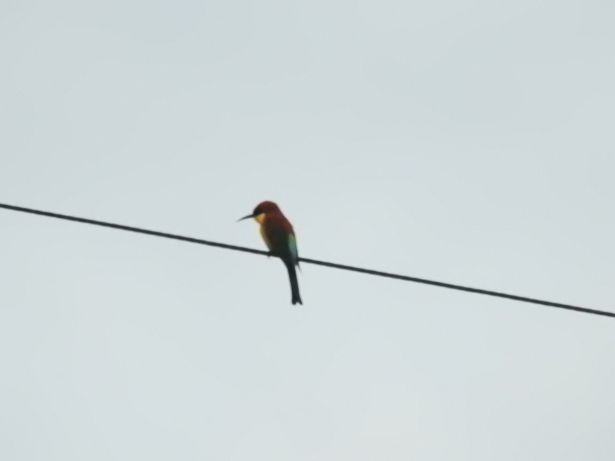 bengalbieter - ML642279223