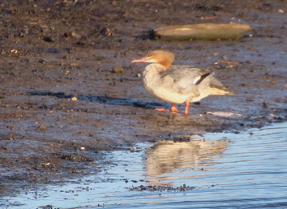 Common Merganser - ML642279229