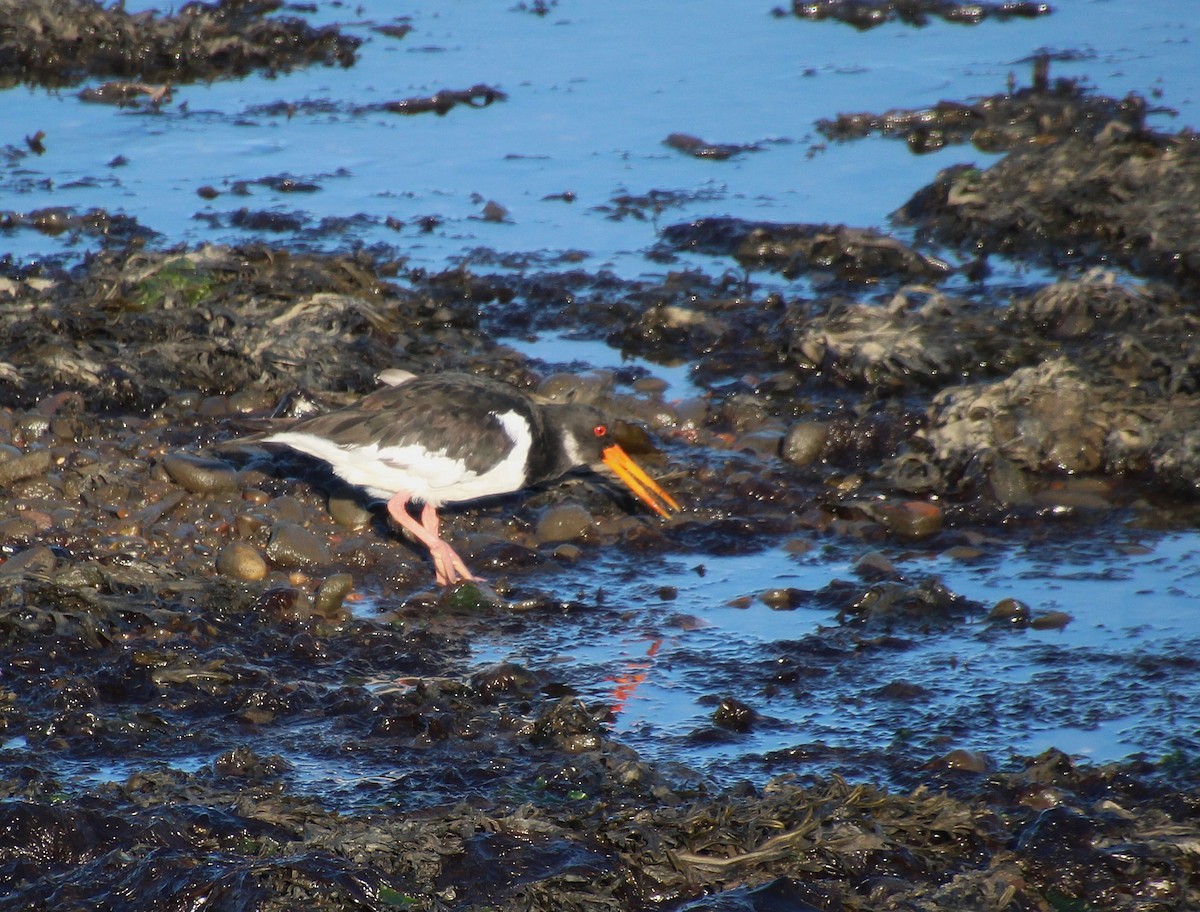 Eurasian Oystercatcher - ML642279237