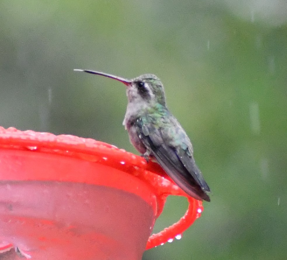 Broad-billed Hummingbird - Jon McIntyre