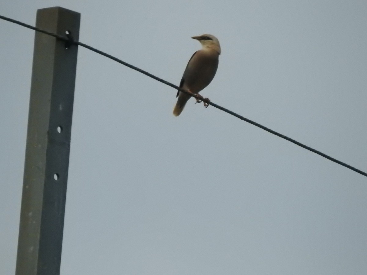Vinous-breasted Myna - ML642279248