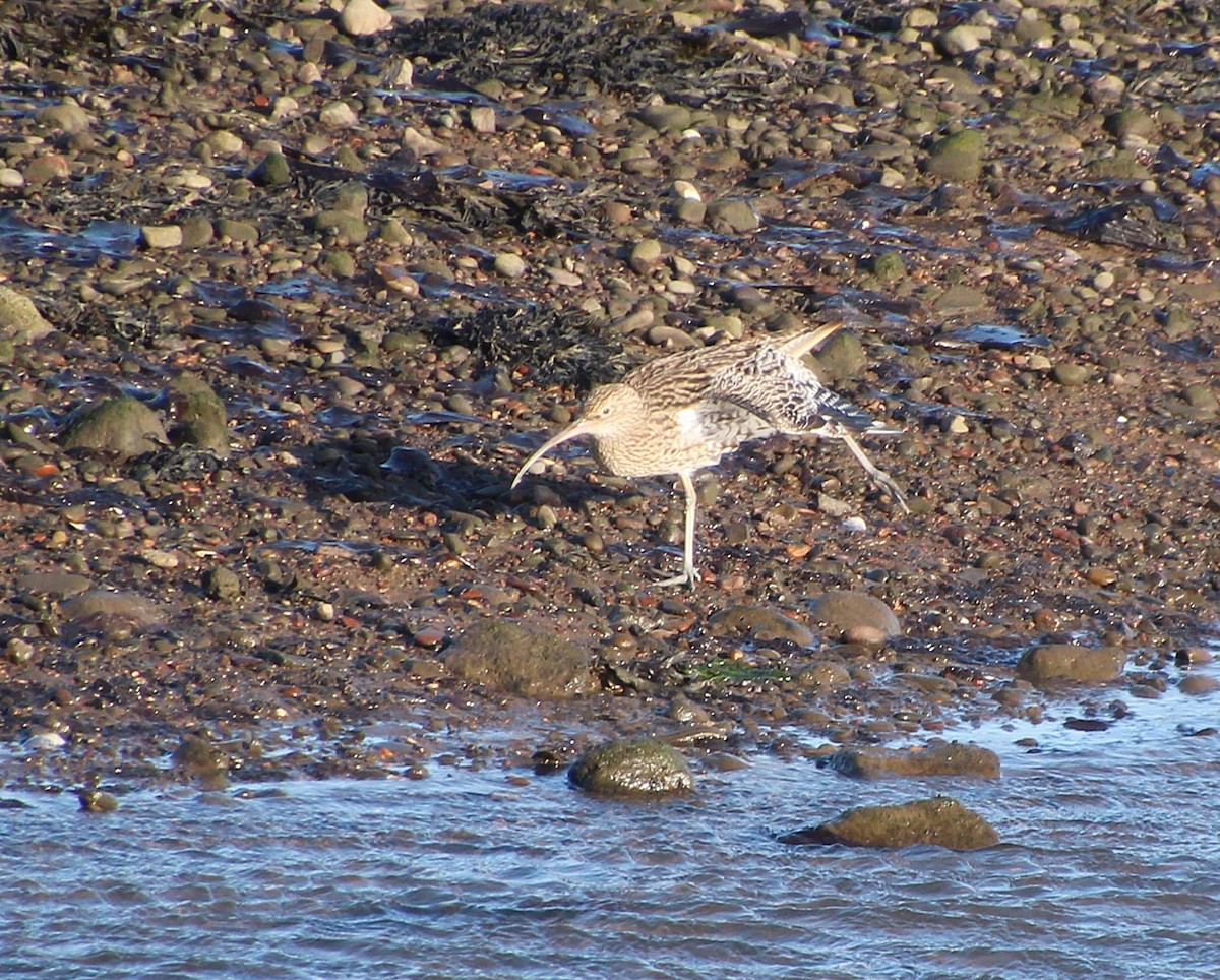 Eurasian Curlew - ML642279252