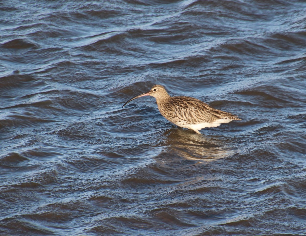 Eurasian Curlew - ML642279253