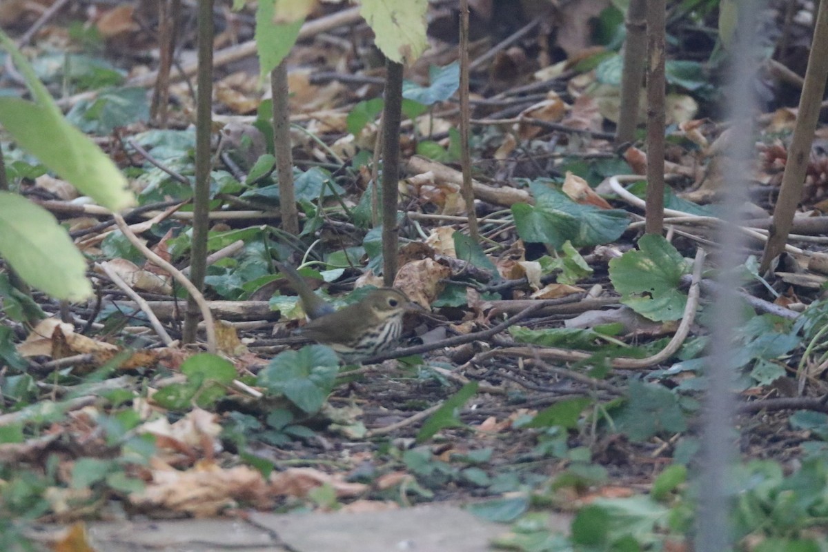 Ovenbird - ML642279262