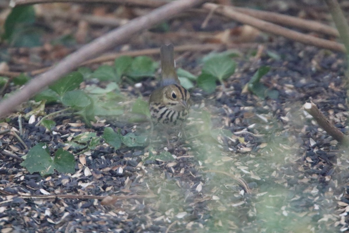 Ovenbird - ML642279263