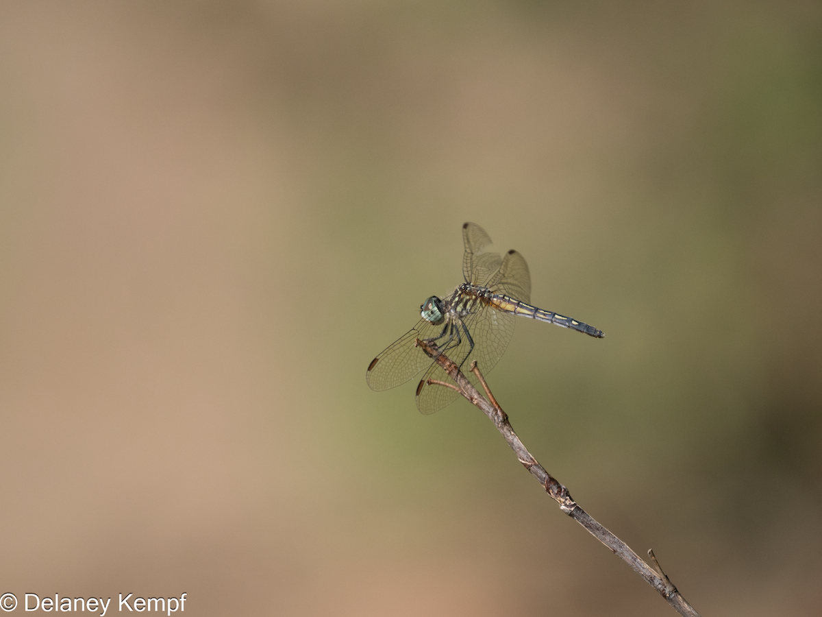 Blue Dasher - ML642279269