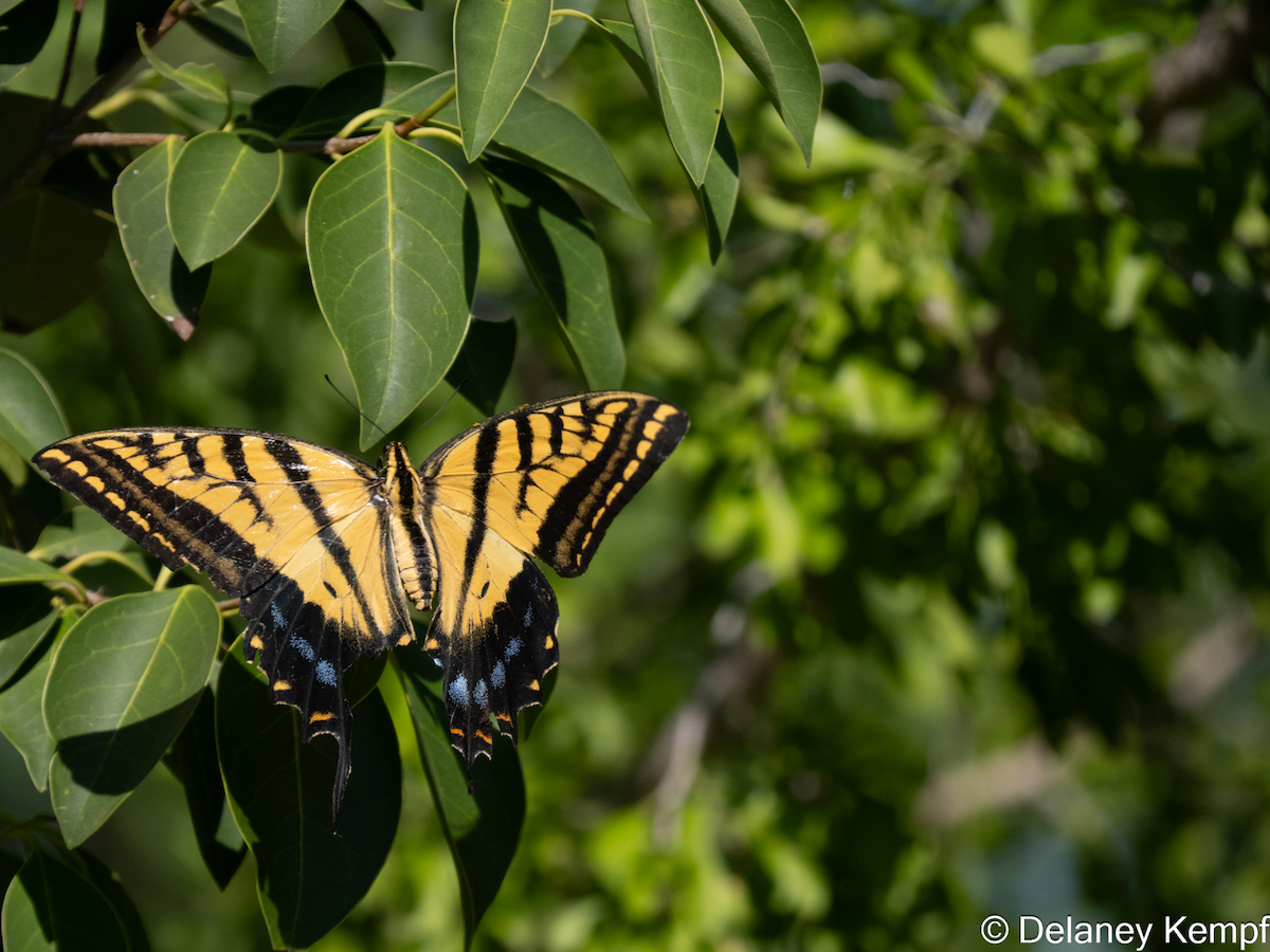 Two-tailed Swallowtail - ML642279270