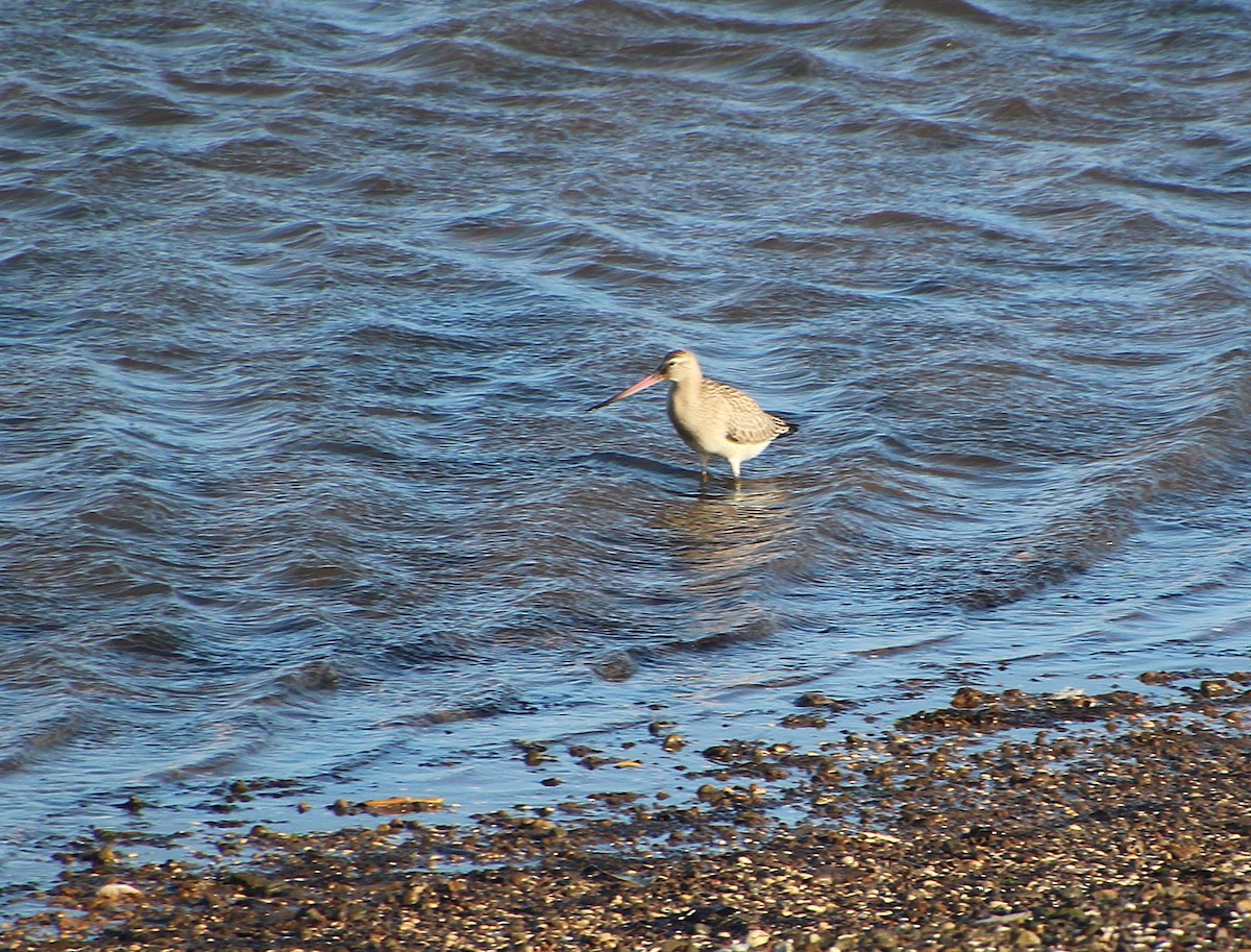 Bar-tailed Godwit - ML642279271