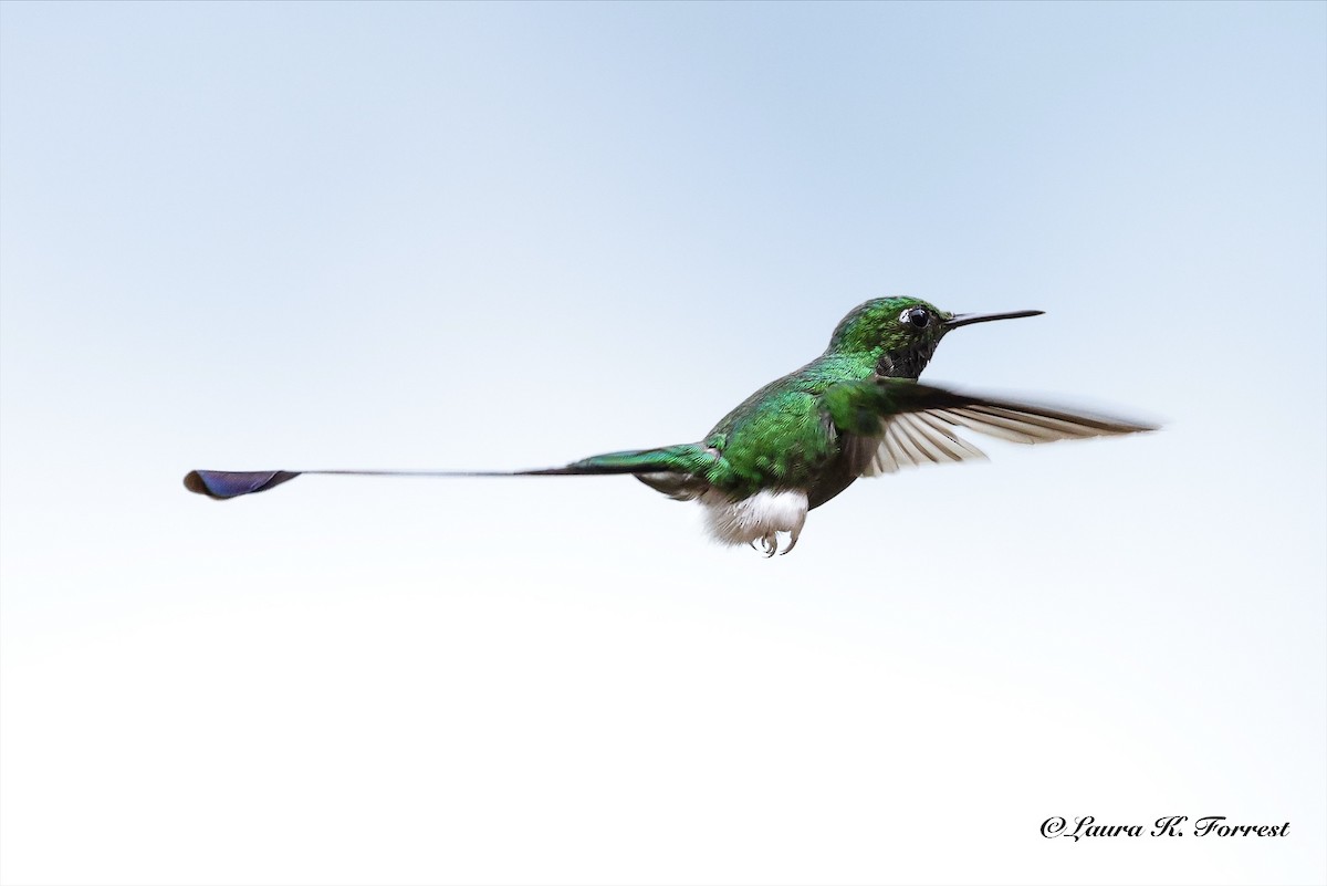 White-booted Racket-tail - ML642279275